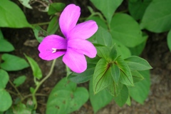 Barleria prattensis